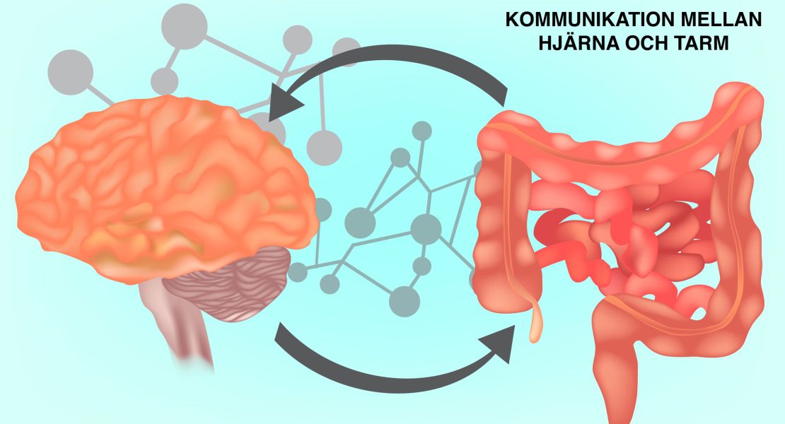 Kommunikation mellan hjärna och tarm