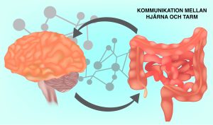 Kommunikation mellan hjärna och tarm